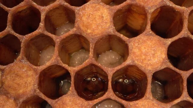 Bee brood, Eggs and larvae. Brood cells close up