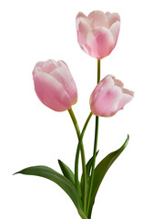 Pink tulips bouquet isolated on transparent background for card and decoration