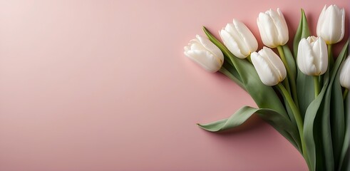 Bouquet of white tulips on a pink background with copy space. Mother's Day background