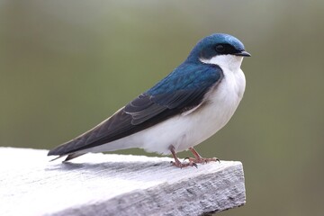 Tree Swallow