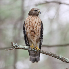 Red-shouldered Hawk