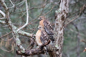 red-shouldered hawk