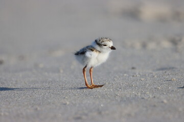 Piping plover chick 