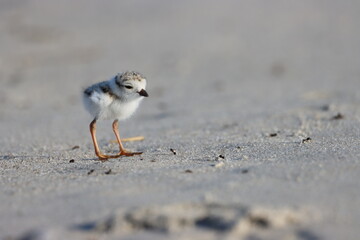 Piping plover chick