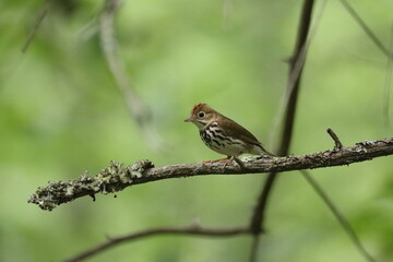 Ovenbird