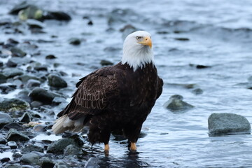 american bald eagle