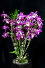 Dendrobium Hamana Lake 'Dream' is a hybrid orchid from Japan (Dendrobium Kurenai × Dendrobium Snow Angel). A nobile type, with soft canes, miniature dendrobium, 