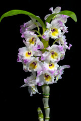Dendrobium Sweet Pinky 'Momoko' BM/JOGA, an award-winning Japanese Yamamoto type dendrobium hybrid orchid flower.
