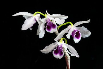 Dendrobium (parishii x Supernestor), a hybrid orchid with Dendrobium parishii and D. anosmum as its parents