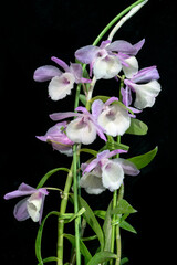 Dendrobium aphyllum 'Madam Royal', a cultivar of a dendrobium orchid species native to south east Asia