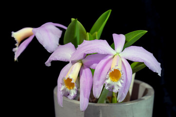 Cattleya, jongheana, alba 'alpha' x delicata select) a species orchid flower from Brazil, with large flowers on a small plant