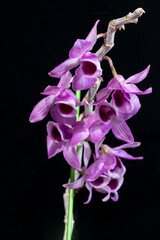 Dendrobium Nestor, a primary hybrid orchid cross of two species, Dendrobium parishii and D. anosmum