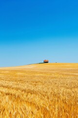 Fototapeta premium A vast golden wheat field stretching to the horizon under a clear blue sky, with a lone farmhouse nestled amidst the crops, Generative AI