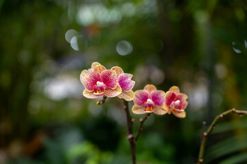 Fototapeta premium 봄의 호접란 꽃이 피어있는 클로즈업 사진