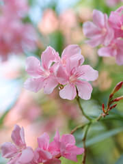 Close up of pink oleander flower. Close up image of blooming pink oleander flowers with blurry green background

