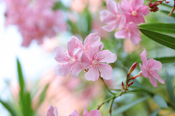 Close up of pink oleander flower. Close up image of blooming pink oleander flowers with blurry...