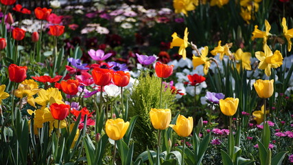 Colorful flowers blooming in the spring garden