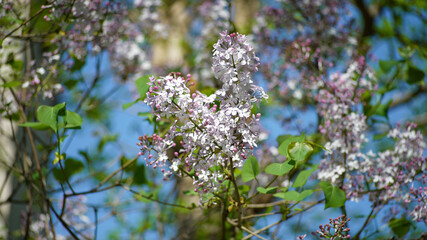 Natural Flower of lilac tree 