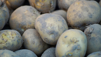 Potatoes at the vegetable store