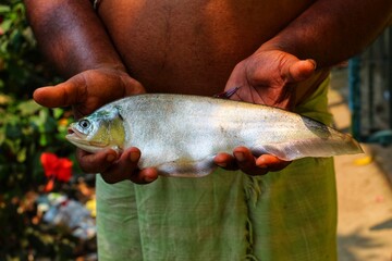 Big bronze featherback fish in hand in nice blur background HD, fali fish in hand - obrazy, fototapety, plakaty