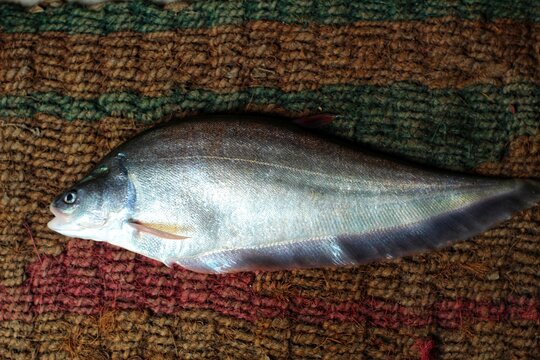 beautiful bronze featherback fali fish in hand in nice blur background HD