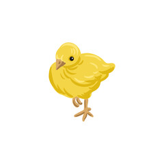 vector drawing chick bird, baby hen isolated at white background, hand drawn illustration
