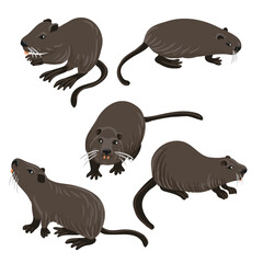 vector drawing nutria, coypu, cartoon animals isolated at white background, hand drawn illustration