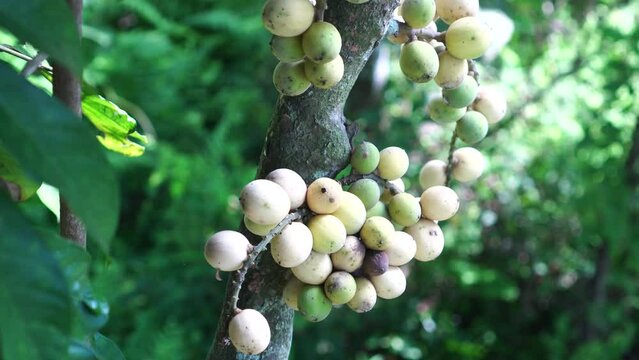 Lansium domesticum on tree