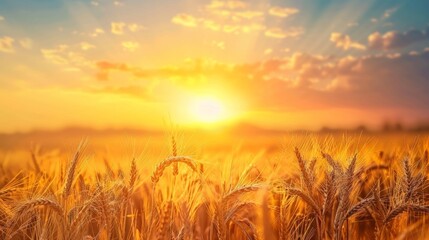 Wheat field at sunset - obrazy, fototapety, plakaty