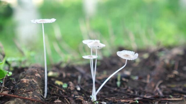 Parasola plicatilis in the forest
