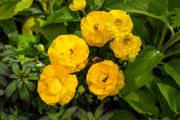 Yellow Bright Ranunculus Asiaticus or Rimmed Persian Buttercup Flower Outdoors In Garden Or Plant Nursery. Colorful Flowers, Botany, Floriculture. Horizontal Plane