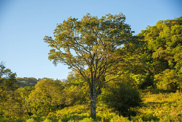 Naklejka premium Atlantic forest landscape in Brazil
