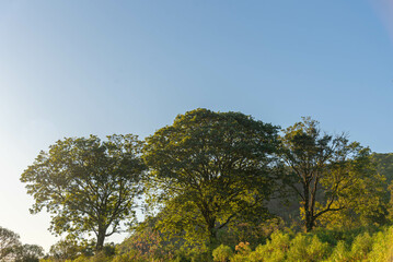 Obraz premium Atlantic forest landscape in Brazil