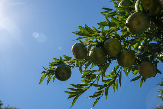 Citrus bergamia fruits on blue background
