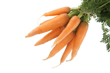 Bundle of fresh, orange carrots with green tops isolated on white