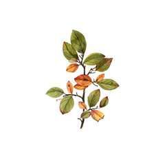 watercolor drawing autumn branch of shiny cotoneaster with leaves, isolated at white background, natural element, hand drawn botanical illustration