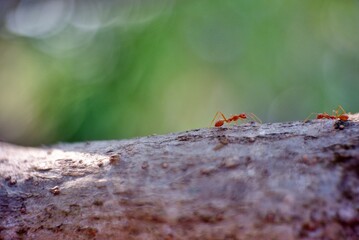 red ant on a tree