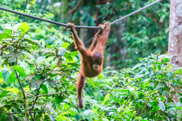 orangutans or pongo pygmaeus is the only asian great found on the island of Borneo and Sumatra © Yusnizam Yusof