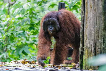 Obraz premium orangutans or pongo pygmaeus is the only asian great found on the island of Borneo and Sumatra
