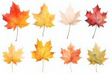 Naklejka na ściany i meble Watercolor autumn maple leaves set isolated on white background. Watercolor illustration.