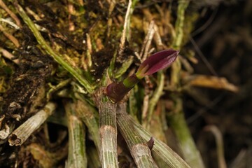 A fresh shoot from a Dendrobium orchid plant emerging near the roots and a mature purple stem. The...