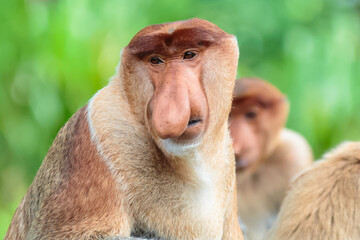 The proboscis monkey (Nasalis larvatus) or long-nosed monkey is a reddish-brown arboreal Old World monkey with an unusually large nose. It is endemic to the southeast Asian island of Borneo.