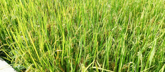 Rice plants are paddy fields