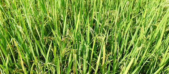 Rice plants are paddy fields
