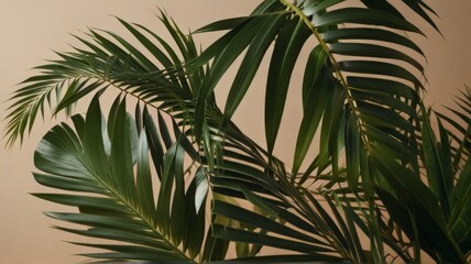 palm tree in beidge background