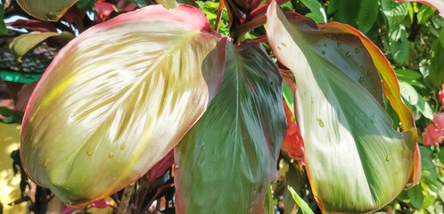 Home decorative plants