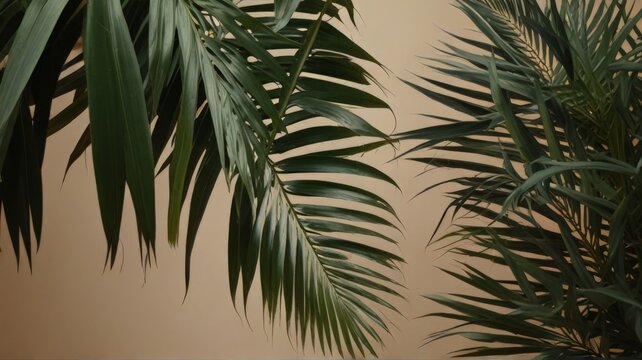palm tree leaves and branch in beidge background