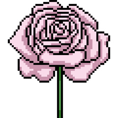 pixel art of rose bloom grow - 791268439