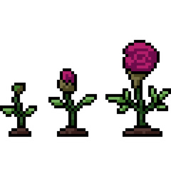 pixel art of rose bloom grow - 791268456