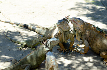 Fototapeta premium Group of iguanas basking under sunlight in a shaded area in Roatan, Honduras